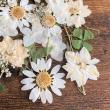 即日★ 【ドライ】押し花 ミックスパックC(ホワイト系)