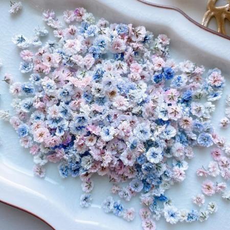 即日★ 【ドライ】m flowers/かすみ草 ドライ 中サイズ 淡色ミックス