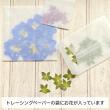 【ドライ】m flowers/押し花 ガーベラ 赤