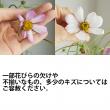 【08直前!】コスモス 　ピコティ信州うえだほか【生花】