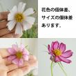【08直前!】コスモス 　ピコティ信州うえだほか【生花】