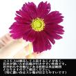 【08直前!】コスモス 　ピコティ信州うえだほか【生花】