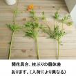 【生花】キバナコスモス (オレンジ)40cm-【FJ】