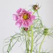 【生花】コスモス ダブルクリックローズ(ピンク八重)海保さん他【OT】※商品説明お読みください。