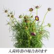 【生花】コスモス ダブルクリッククランベリー(赤系)　青木さん、海保さん他【OT】※商品説明お読みください。