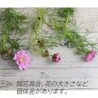 【生花】コスモス ダブルクリッククランベリー(赤系)　青木さん、海保さん他【OT】※商品説明お読みください。