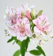 【生花】アルストロメリア　ピンクパフェ(ピンク)60cm-【IT-30】青森など