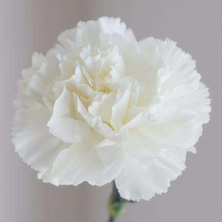 【生花】カーネーション(白)コロンビア産【OR-89】