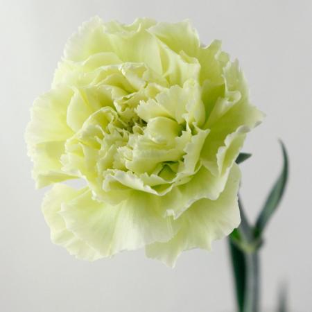 【直前】【生花】カーネーション(グリーン)コロンビア産【OR-89】