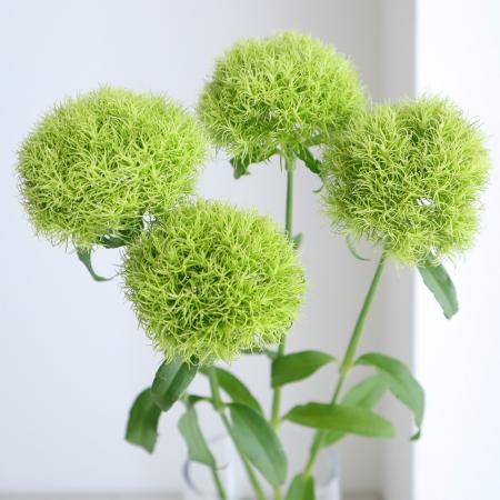 【生花】てまり草 (グリーン)　40センチ程度　【OT】