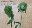 【生花】てまり草 (グリーン)　40センチ程度　【OT】