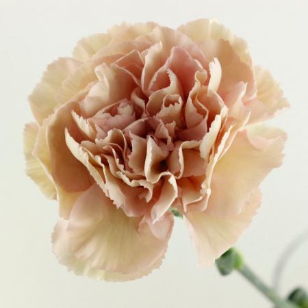 【生花】カーネーション (ベージュ系)クレオラなど :コロンビア産【OR-89】