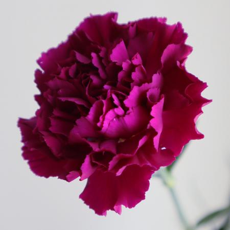 【生花】カーネーション　紫(ゴレムなど)コロンビア産【OR-89】