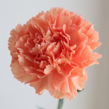 【生花】カーネーション　濃オレンジ系(エルメスオレンジなど)コロンビア産【OR-89】