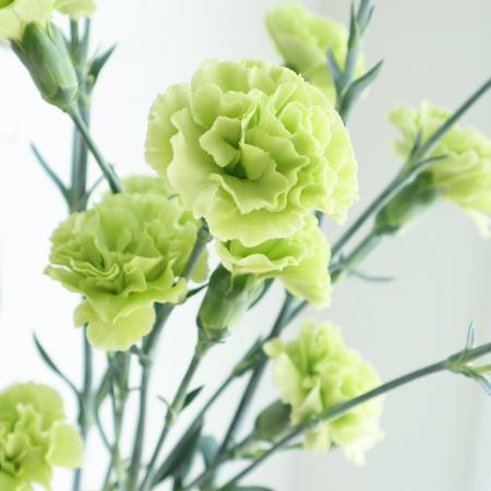 【生花】関島園芸:SPカーネ　ラスカルグリーン(緑)秀65cm【IT-24】
