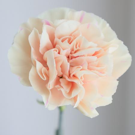 【生花】カーネーション(ピーチ系)　コロンビア産 アップルティー、リジーなど【OR-89】
