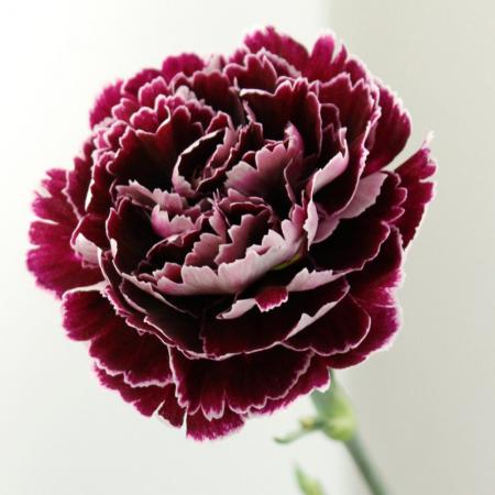 【生花】カーネーション　ミネルバ(黒×白)コロンビア産【OT】