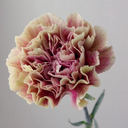 【生花】カーネーション　アンティグアorハリケーン(ベージュ×紫) コロンビア産【OR-89】