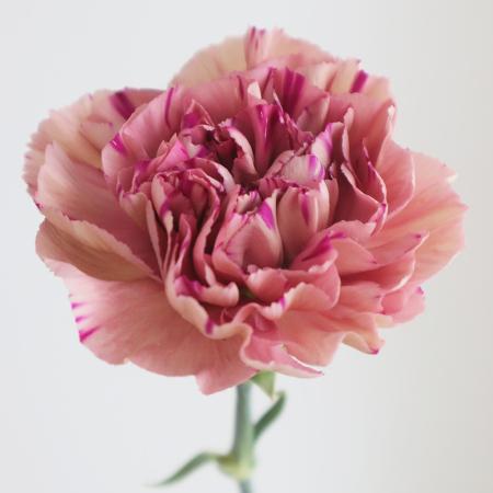 【生花】カーネーション　ボルテックor バイパーワイン(ピンクブラウン系) コロンビア産【OT】