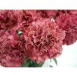 【生花】カーネーション　ボルテックor バイパーワイン(ピンクブラウン系) コロンビア産【OT】