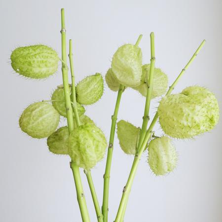 【生花】風船唐綿　70-80cm程度　長野県ほか【OT】