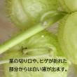 【生花】風船唐綿　70-80cm程度　長野県ほか【OT】