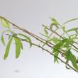 【生花】行李柳(100cm〜)【OT】茨城県ほか