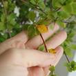 【生花】秋ドウダンツツジ　100センチ程度 (紅葉の場合あり) 【早締切-74】