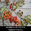 【生花】国産サンキライ(枝物)三宅島山上さん【早締切-74】※必ず商品説明お読みください。
