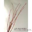 【生花】サンゴミズキ(100cm程度)【OT】茨城県ほか※時期により発色異なる