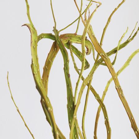 【生花】石化柳　100センチ程度【OT】