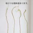 【生花】石化柳　100センチ程度【OT】