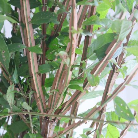 【生花】錦木(ニシキギ)1m程度【OR-63】※葉はお手入れが必要になります。