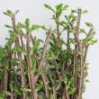 【生花】錦木(ニシキギ)1m程度【OR-63】※葉はお手入れが必要になります。