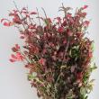 【生花】錦木(ニシキギ)1m程度【OR-63】※葉はお手入れが必要になります。