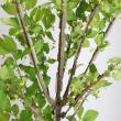 【生花】錦木(ニシキギ)1m程度【OR-63】※葉はお手入れが必要になります。