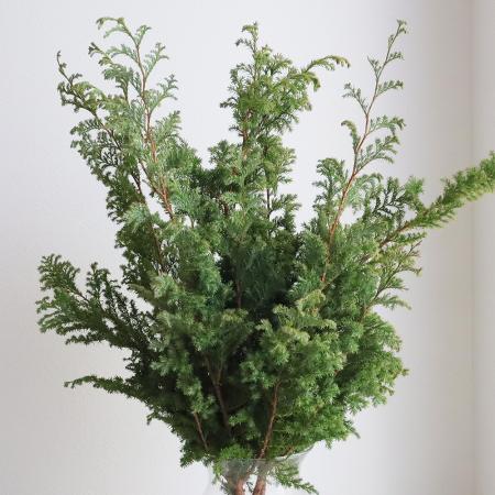 【生花】ヒムロ杉　50-60cm程度　1束約5本入り