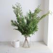【生花】ヒムロ杉　50-60cm程度　1束約5本入り