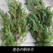 【生花】ヒムロ杉　50-60cm程度　1束約5本入り