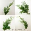 【生花】ヒムロ杉　50-60cm程度　1束約5本入り