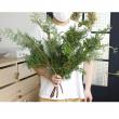 【生花】ヒムロ杉　50-60cm程度　1束約5本入り