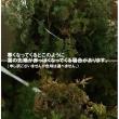 【生花】ヒムロ杉　50-60cm程度　1束約5本入り