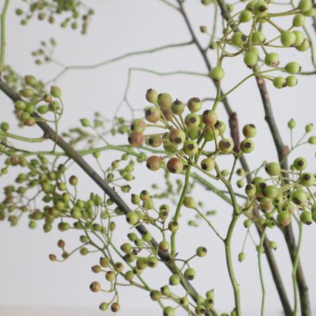 【生花】野バラ　80cm程度(枝もの)【OT】※実色時期により異なる