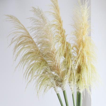 【生花】穂だしパンパス【晩生タイプ】(剥き)※商品説明をご確認下さい