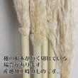 【生花】穂だしパンパス【晩生タイプ】(剥き)※商品説明をご確認下さい