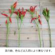 【生花】タカノツメ(赤)40CM〜【OT】