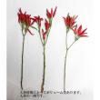 【生花】タカノツメ(赤)40CM〜【OT】