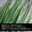 【生花】姫ガマ 穂つき　70センチ-　【FJ】