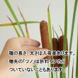 【生花】姫ガマ 穂つき　70センチ-　【FJ】