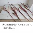【生花】赤オクラ(実つき枝)70センチ程度【OT】※入荷少
